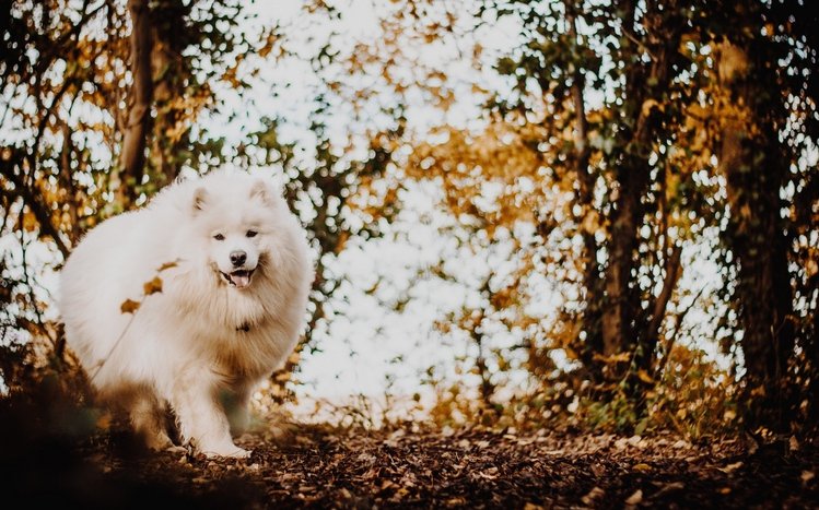 Spitz Theme screenshot #11