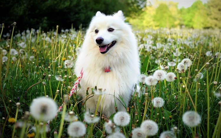 Spitz Theme screenshot #4