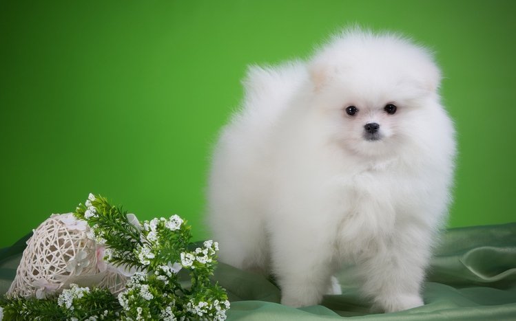 Spitz Theme screenshot #9