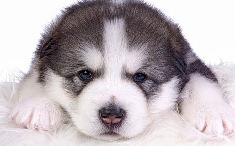 Alaskan Malamute Theme screenshot #15