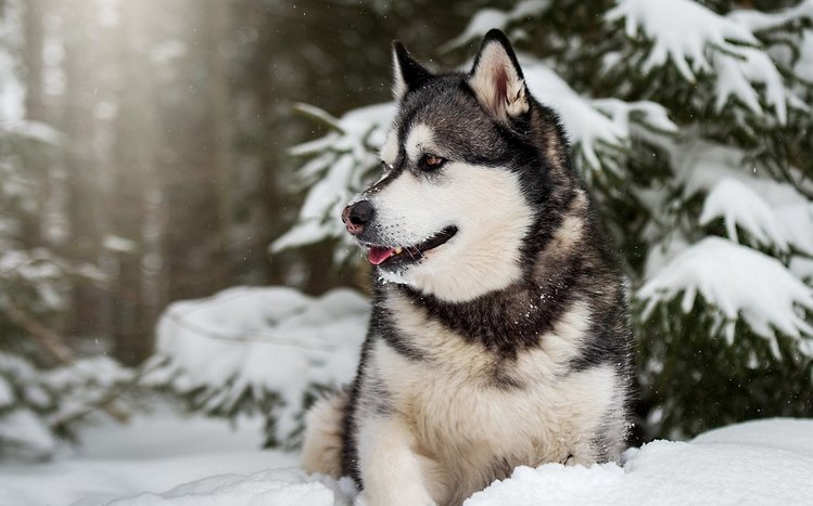 Alaskan Malamute Theme screenshot #14