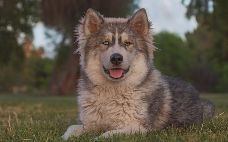 Alaskan Malamute Theme screenshot #6