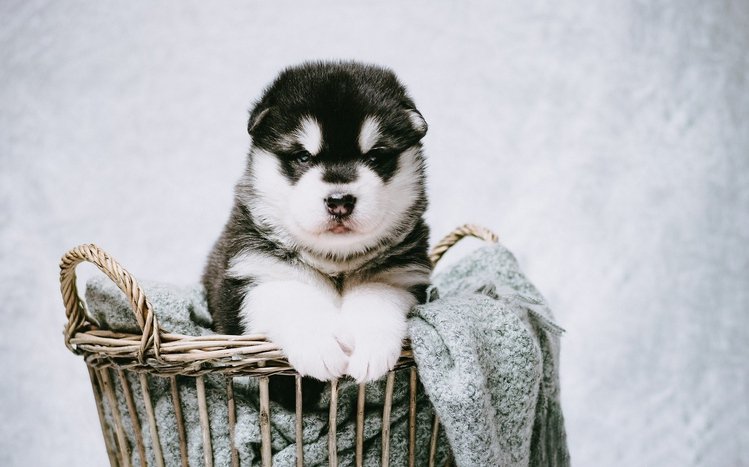 Alaskan Malamute Theme screenshot #13