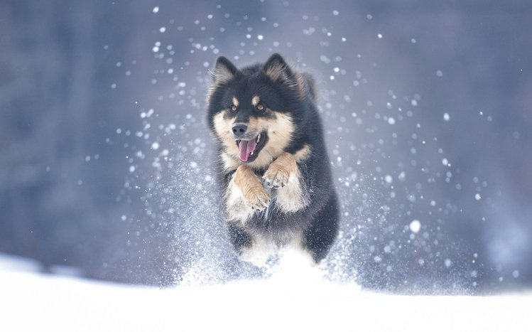 Alaskan Malamute Theme screenshot #11