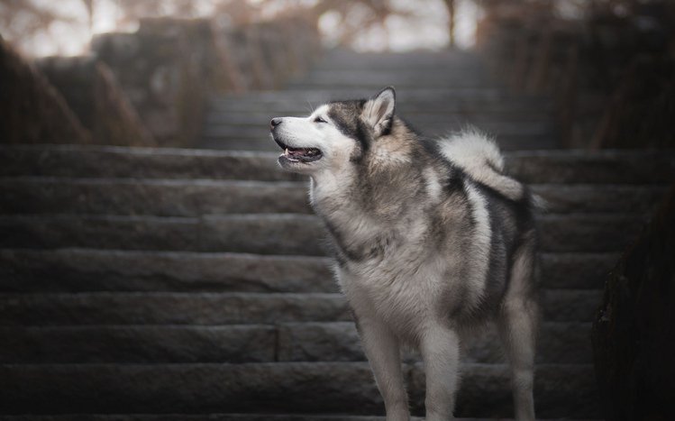 Alaskan Malamute Theme screenshot #7