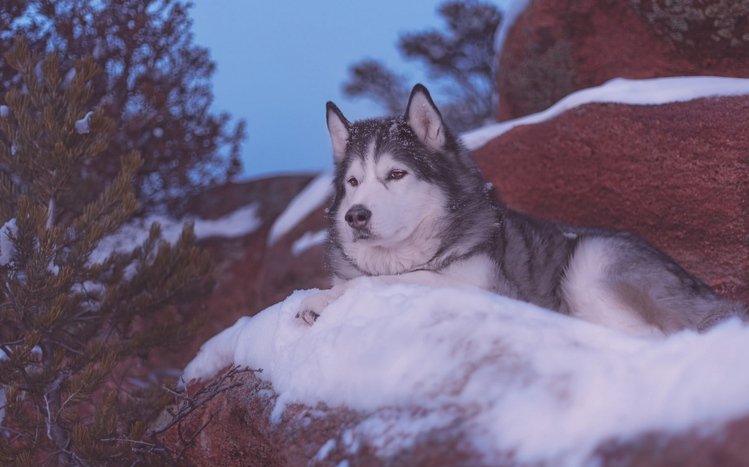 Alaskan Malamute Theme screenshot #8