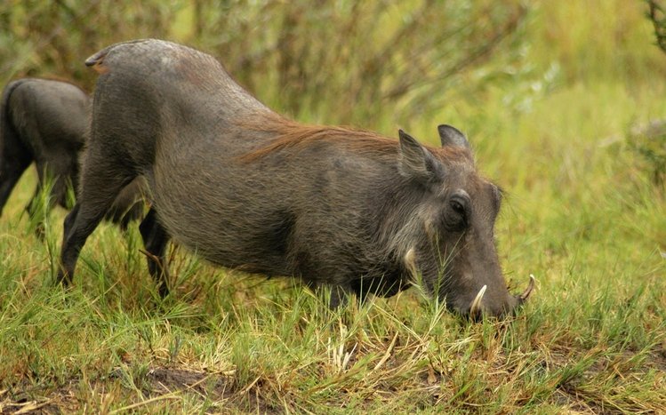 Boar Theme screenshot #14