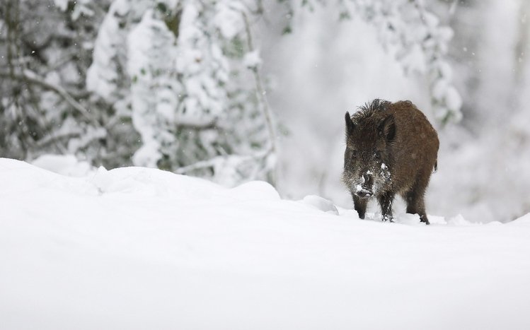 Boar Theme screenshot #9