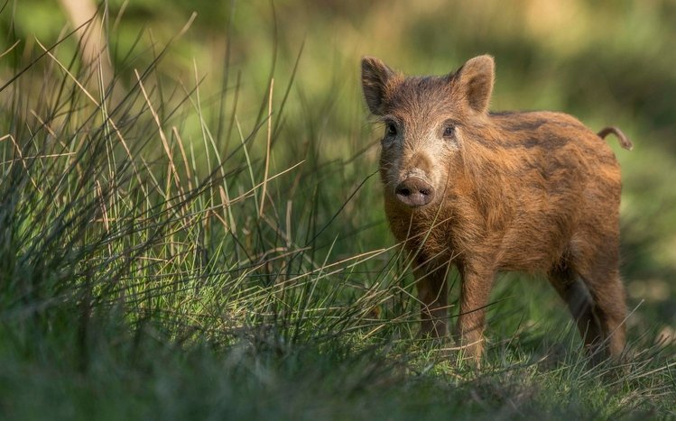 Boar Theme screenshot #11