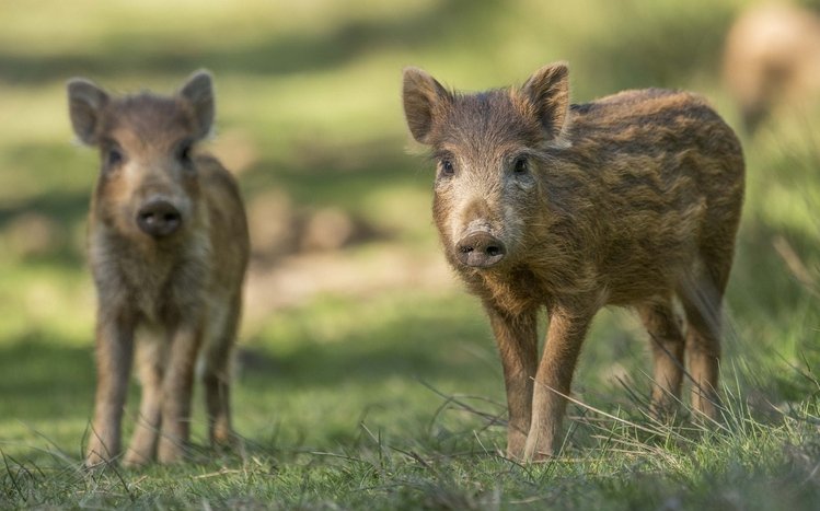 Boar Theme screenshot #4