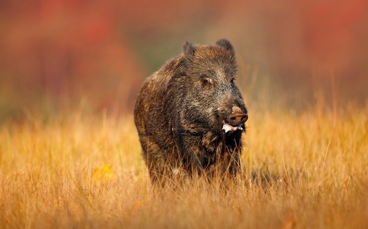 Boar Theme screenshot #12