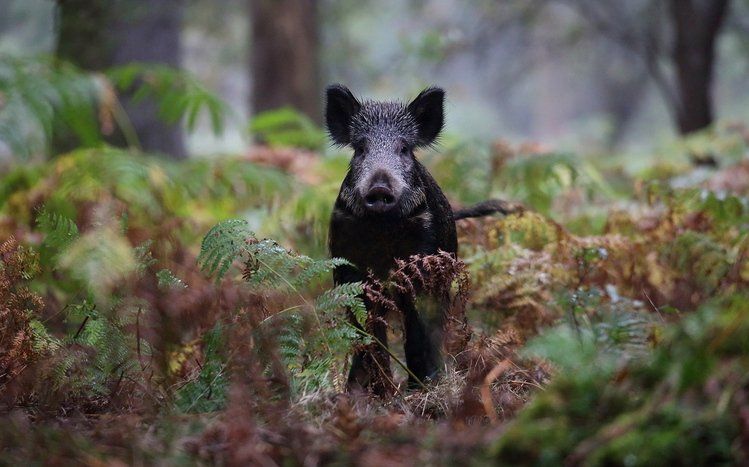 Boar Theme screenshot #10