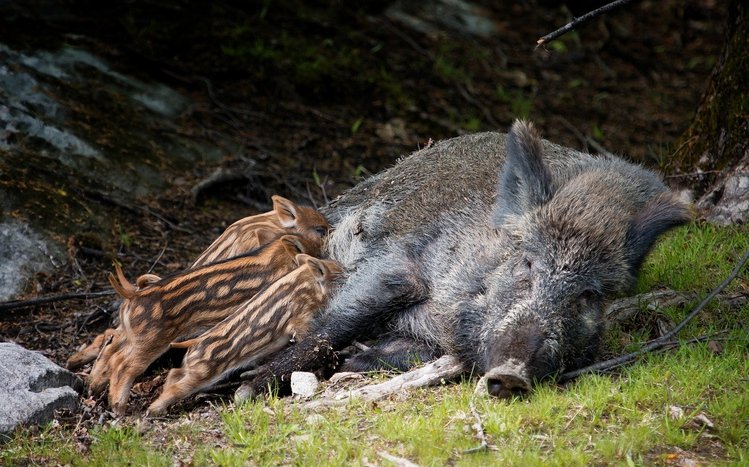 Boar Theme screenshot #2