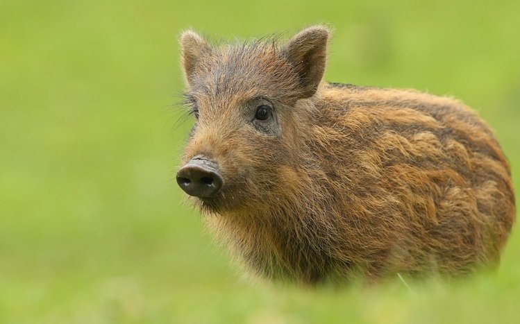 Boar Theme screenshot #5