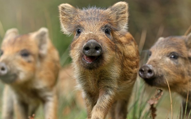 Boar Theme screenshot #7