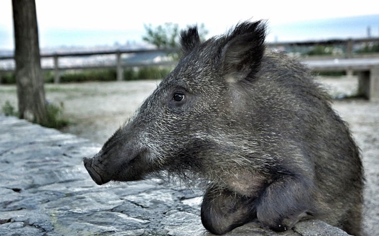 Boar Theme screenshot #1