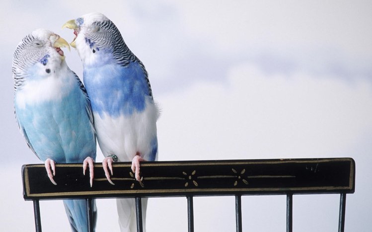 Budgerigar Theme screenshot #2