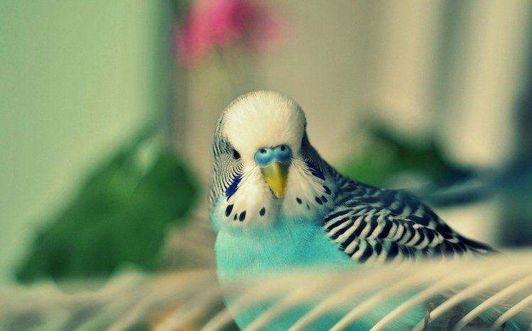 Budgerigar Theme screenshot #14