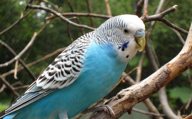Budgerigar Theme screenshot #11