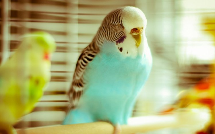 Budgerigar Theme screenshot #13
