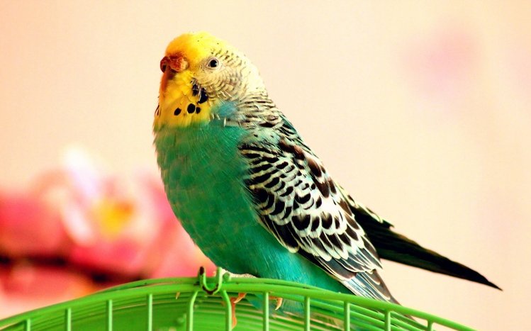 Budgerigar Theme screenshot #7