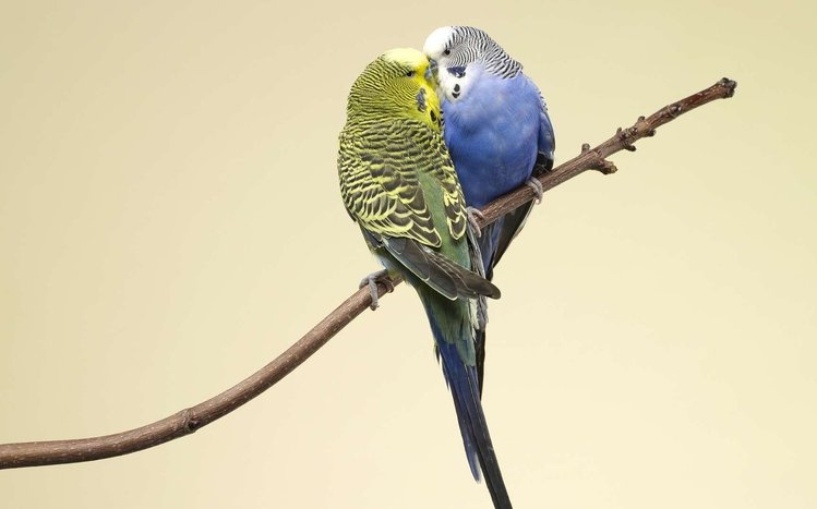 Budgerigar Theme screenshot #5