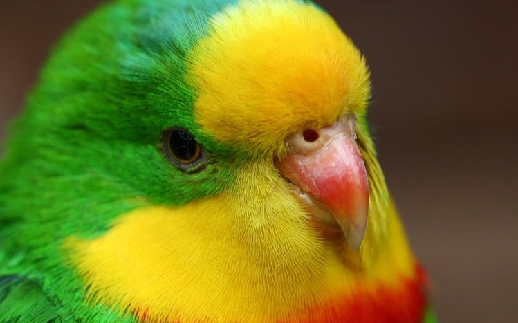 Budgerigar Theme screenshot #6