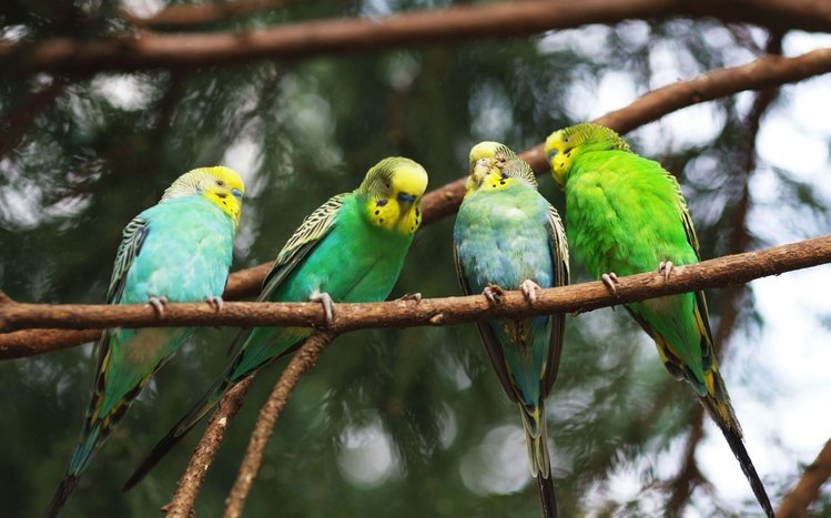 Budgerigar Theme screenshot #1