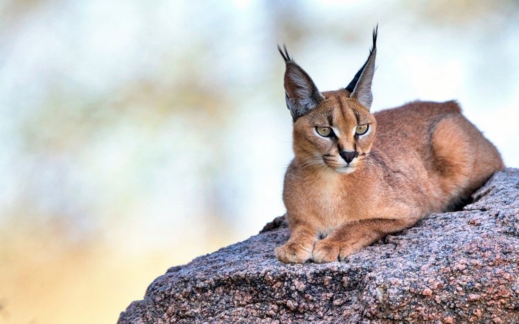 Caracal Theme screenshot #9