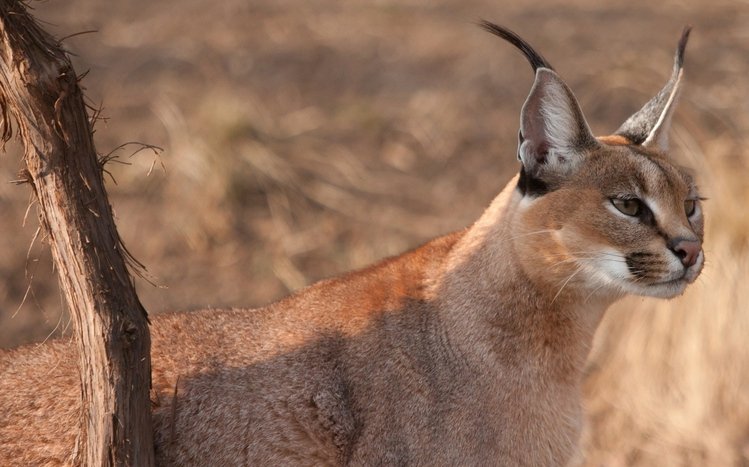 Caracal Theme screenshot #1