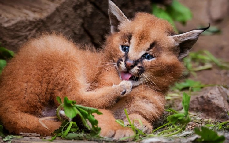 Caracal Theme screenshot #14