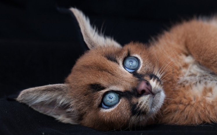 Caracal Theme screenshot #11