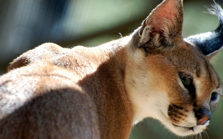 Caracal Theme screenshot #3