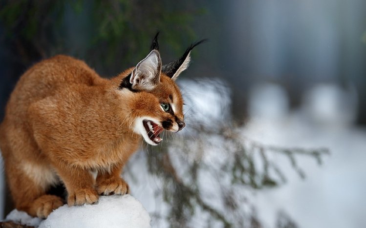 Caracal Theme screenshot #13