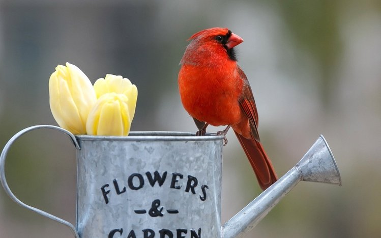 Cardinal Theme screenshot #10