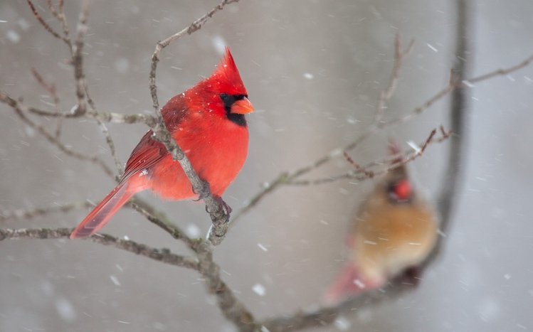 Cardinal Theme screenshot #13