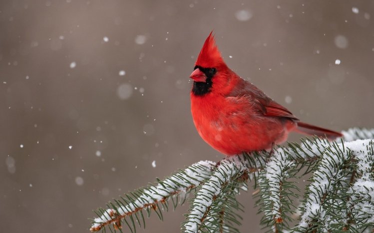 Cardinal Theme screenshot #14