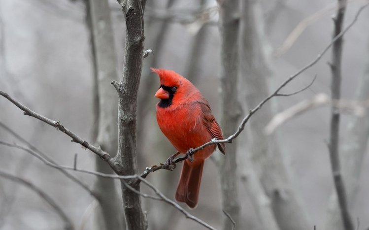 Cardinal Theme screenshot #11