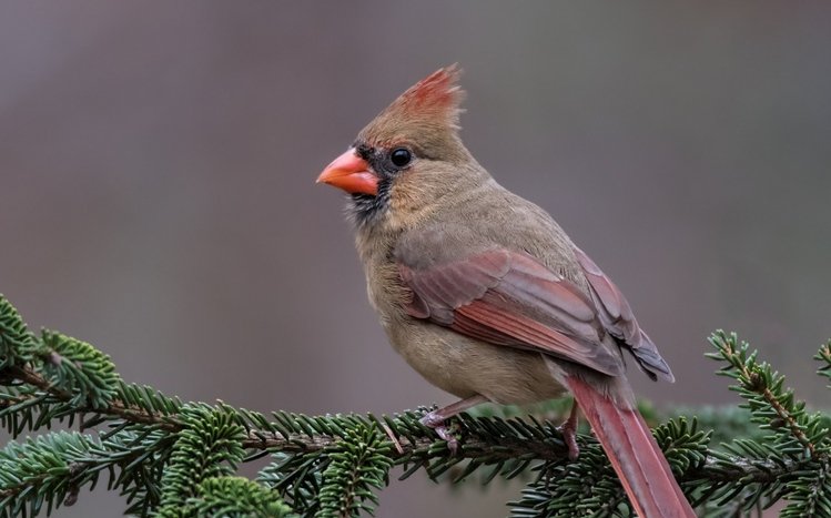 Cardinal Theme screenshot #15