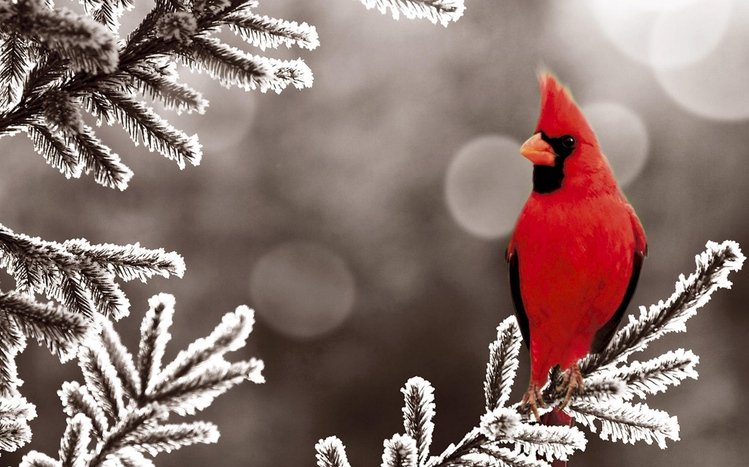 Cardinal Theme screenshot #5