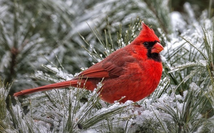 Cardinal Theme screenshot #4