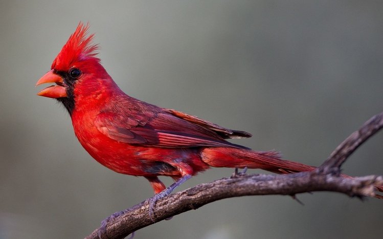 Cardinal Theme screenshot #9