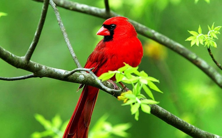 Cardinal Theme screenshot #12