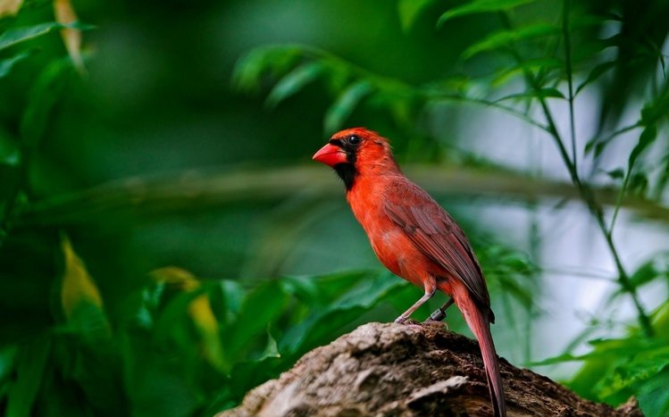 Cardinal Theme screenshot #2