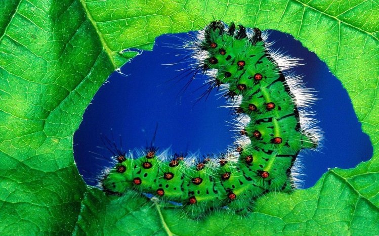 Caterpillar Theme screenshot #6