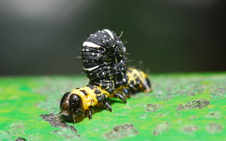 Caterpillar Theme screenshot #15