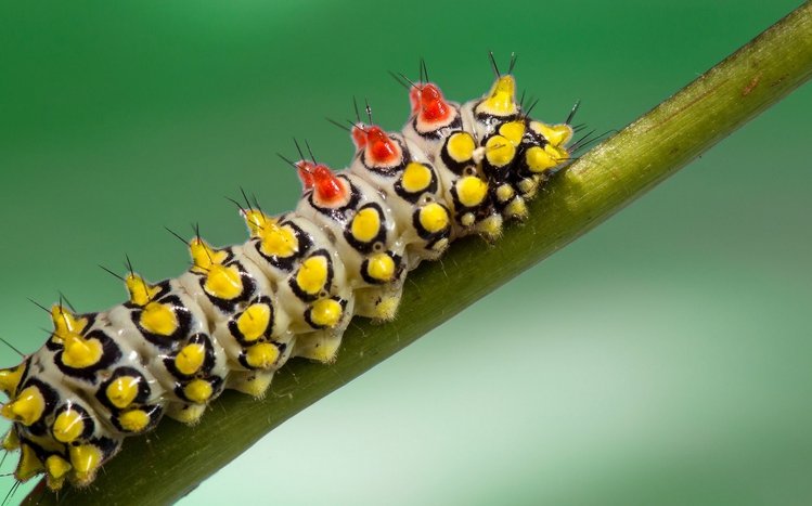 Caterpillar Theme screenshot #13