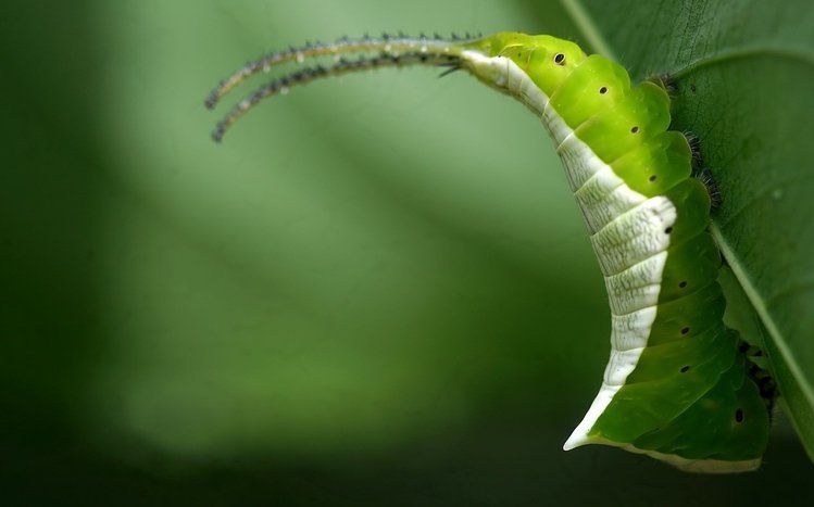 Caterpillar Theme screenshot #3