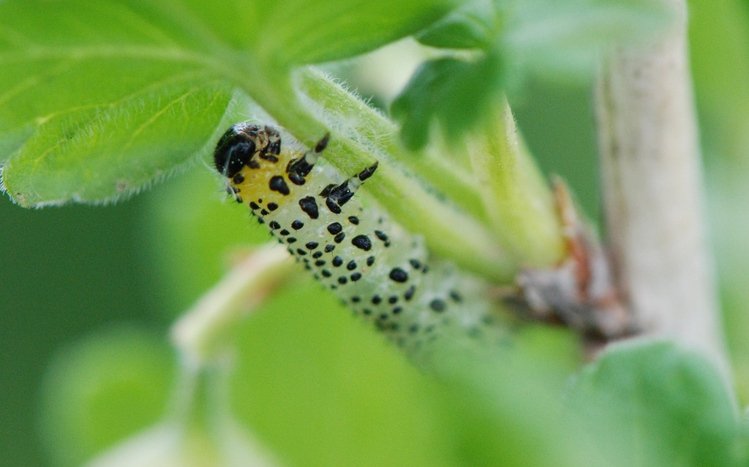 Caterpillar Theme screenshot #9