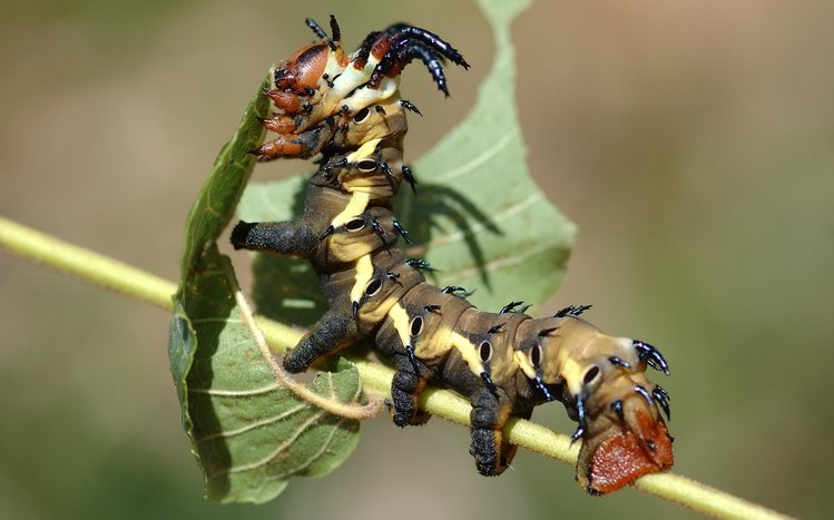 Caterpillar Theme screenshot #4